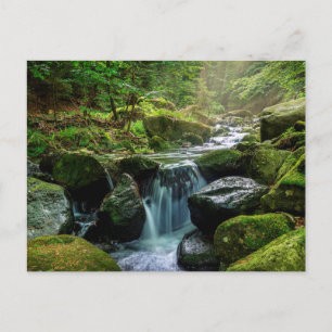 Groen bos en rivier briefkaart