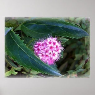 groen en roze poster