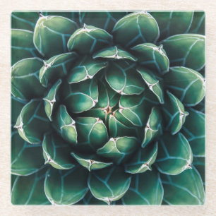 Groen en wit Succulent Glazen Onderzetter