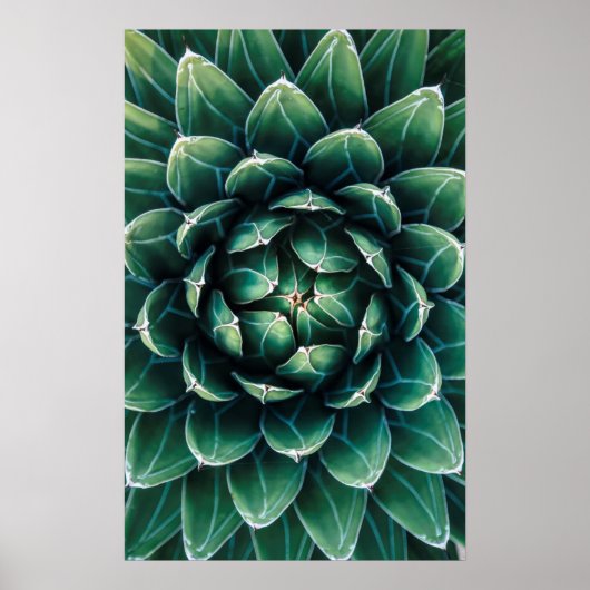 Groen en wit Succulent Poster (Voorkant)