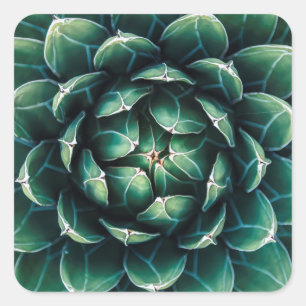 Groen en wit Succulent Vierkante Sticker