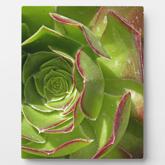 Groen Fotoplaat (Voorkant)
