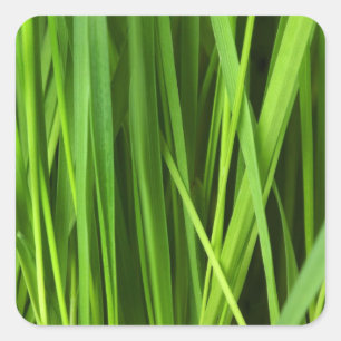 Groen gras achtergrond vierkante sticker