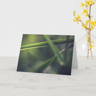 Groen Gras Natuur Foto Kaart