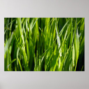 Groen gras poster