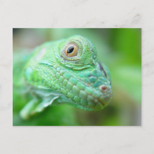 Groen hagedisselement Iguana op Briefkaart van led