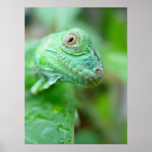 Groen hagedisselement Iguana op Poster van leder