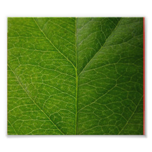 Groen leder foto afdruk