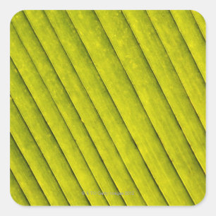 Groen leder in een botanische tuin 3 vierkante sticker