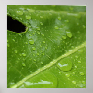 Groen leder met Poster/afdruk voor regenspoelen Poster