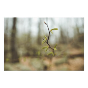 Groen leven foto afdruk