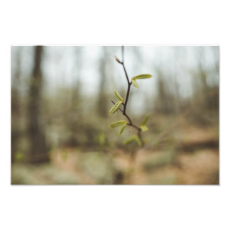 Groen leven foto afdruk