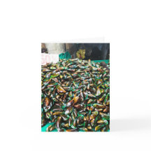 Groen Lipped Mosselen te koop Gevouwen Vakantie Ka