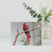 Groen Macaw #2 Briefkaart (Staand voorkant)