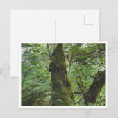 Groen mos briefkaart (Voorkant / Achterkant)