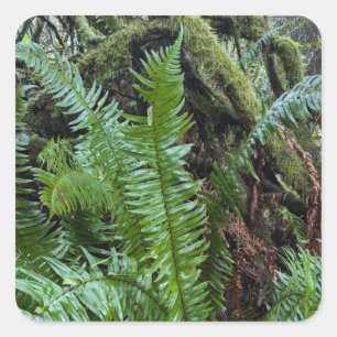Groen Mos En Varens Vierkante Sticker