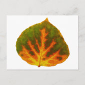 Groen Oranje en geel esdoorn Leaf #1 Briefkaart (Voorkant)