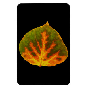 Groen Oranje en geel esdoorn Leaf #1 Magneet