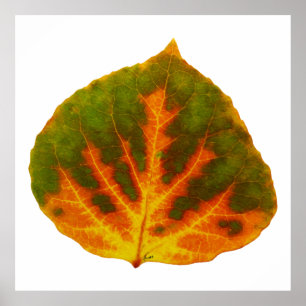 Groen Oranje en geel esdoorn Leaf #1 Poster