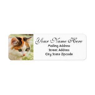 Groen-oyed Calico Kitten Return-adres Etiket