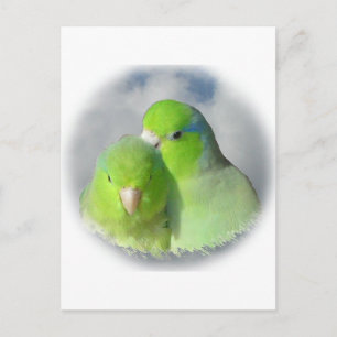 Groen parrotletpaar briefkaart
