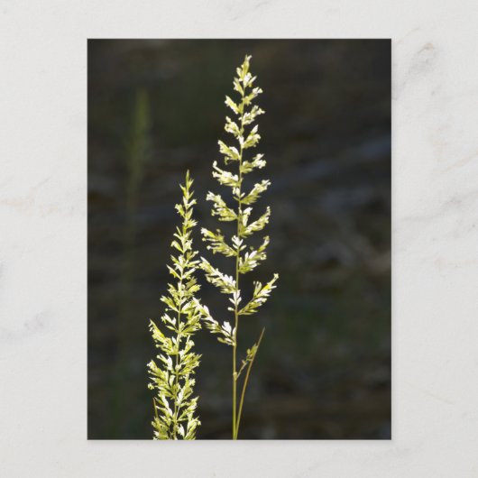 Groen Plant Briefkaart (Voorkant)