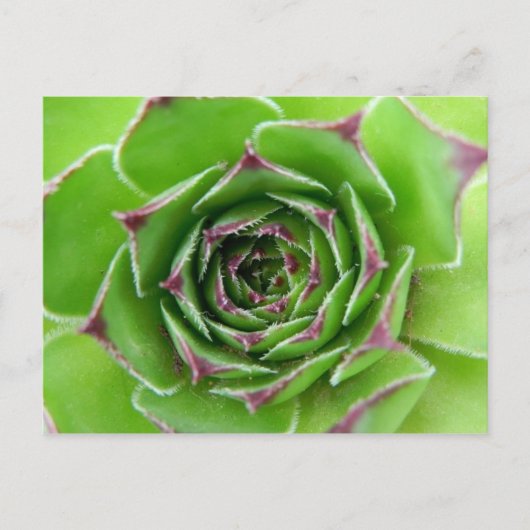 Groen plant briefkaart (Voorkant)