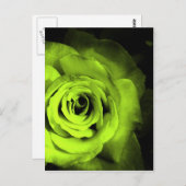 Groen Roos Briefkaart (Voorkant / Achterkant)