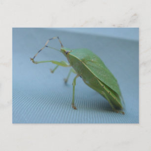 Groen stink het Briefkaart van het Insect