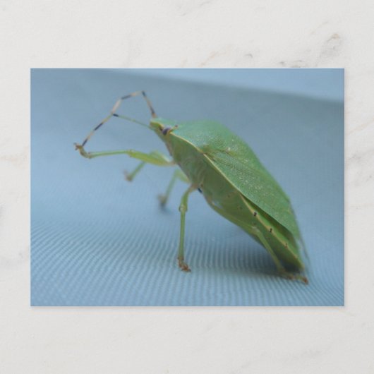 Groen stink het Briefkaart van het Insect (Voorkant)