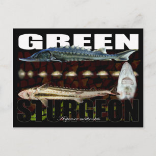 Groen Sturgeon-Collage-Briefkaart Briefkaart