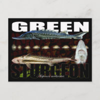 Groen Sturgeon-Collage-Briefkaart
