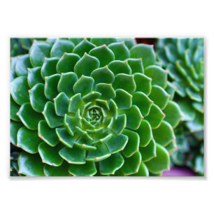 Groen Succulent Foto Afdruk
