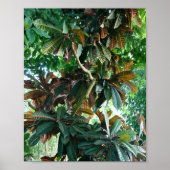 Groen tropisch Oerwoud Poster (Voorkant)