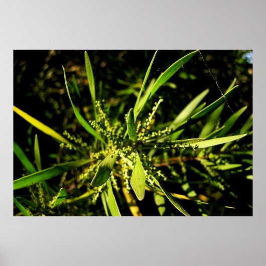 groen van de natuur poster (Voorkant)