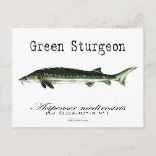 Groen-wit-Briefkaart Briefkaart