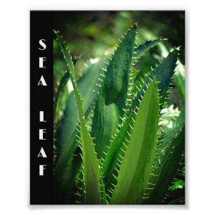 Groen Zee Leaf Garden Plant Foto Afdruk