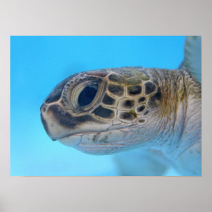 Groen Zee, schildpad Poster