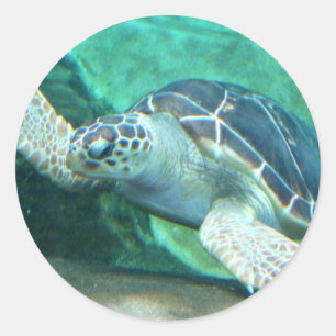 Groen Zee Schildpad Stickers
