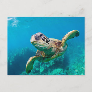 Groen Zee schildpad zwemt over koraalrif  Hawaii Briefkaart
