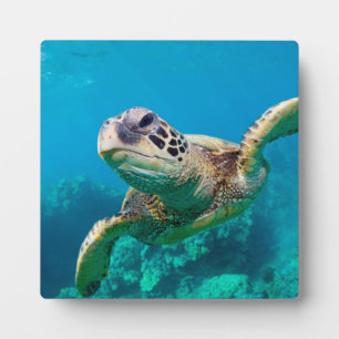 Groen Zee schildpad zwemt over koraalrif  Hawaii Fotoplaat