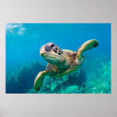 Groen Zee schildpad zwemt over koraalrif |Hawaii Poster (Voorkant)