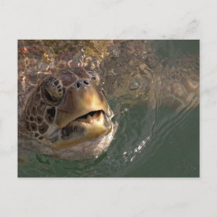 Groen Zee Turtle Briefkaart