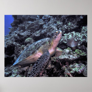Groen Zee Turtle-Moalboal Poster