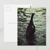 Groen Zwart Foto Eend Briefkaart (Voorkant / Achterkant)