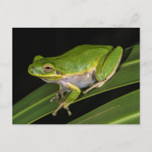 Groenboomkikker (Hyla cinerea) 2 Briefkaart