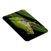 Groenboomkikker (Hyla cinerea) 2 Magneet (Rechterzijde)