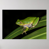 Groenboomkikker (Hyla cinerea) 2 Poster (Voorkant)