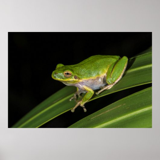 Groenboomkikker (Hyla cinerea) 2 Poster (Voorkant)