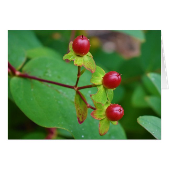 Groene Aarde (Voorkant Horizontaal)